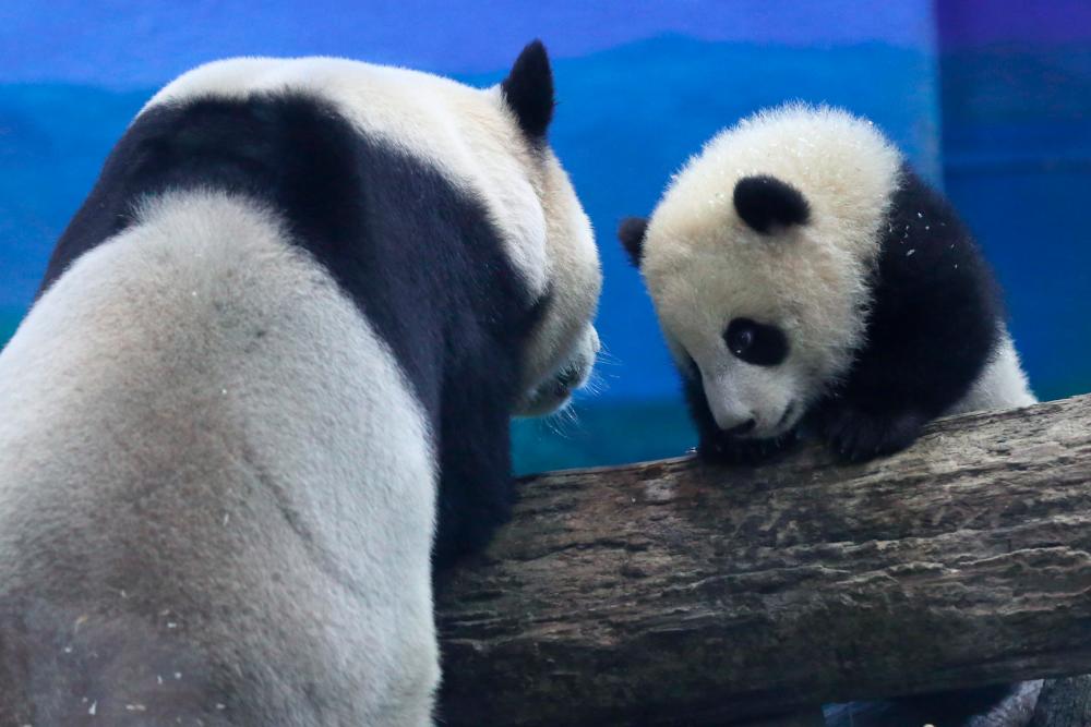 $!The picture shows six-month-old giant panda cub Yuan Bao and her mother Yuan Yuan during a media preview at Taipei Zoo in Taipei on December 28, 2020. / AFP / HSU Tsun-hsu