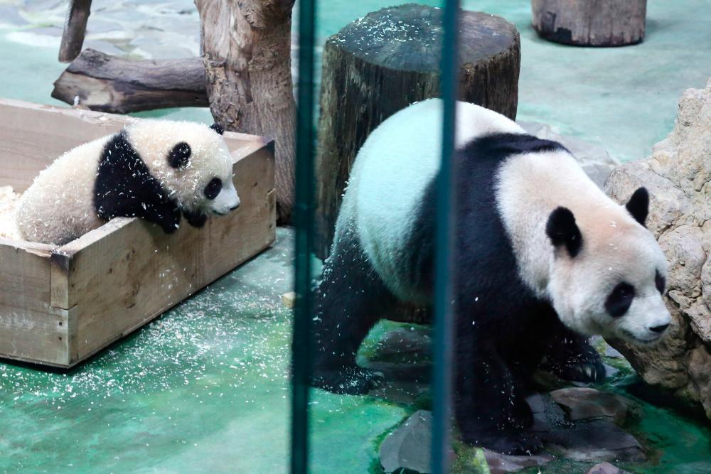 $!The picture shows six-month-old giant panda cub Yuan Bao and her mother Yuan Yuan during a media preview at Taipei Zoo in Taipei on December 28, 2020. / AFP / HSU Tsun-hsu