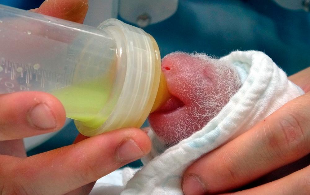 This handout photo taken on June 28, 2020 and received on June 29, 2020 shows a newborn baby panda at the Taipei Zoo in the Taiwan capital after the yet-unnamed-cub, weighing 186 grammes, was born after a five-hour labour. -AFP PHOTO / TAIPEI ZOO