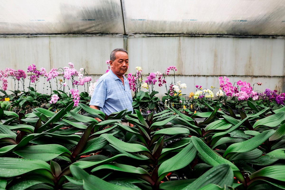 Orchid grower Lee Tsang-yu inspects his plants in a nursery at Charming Agriculture in Houbi distict in Tainan on August 5, 2025. - I-Hwa Cheng / AFP