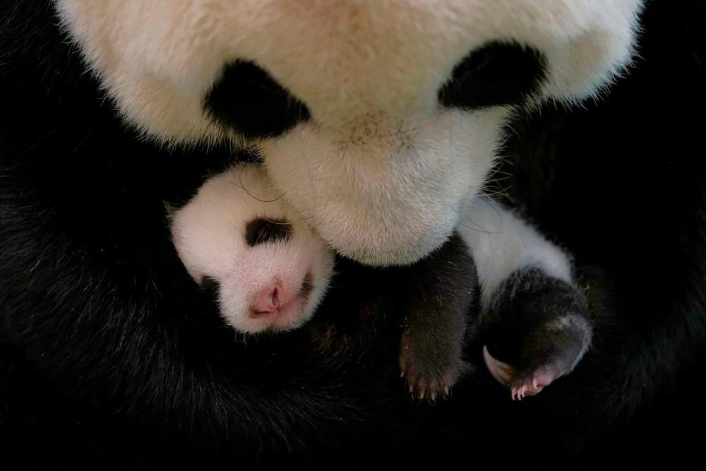 This undated handout photograph released by the Taipei Zoo on September 24, 2020 shows a mother panda keeping her 36-day-old cub by her mouth at the zoo. AFP PHOTO / TAIPEI ZOO