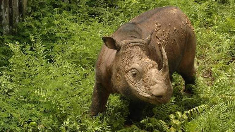 Tam the last male Sumatran rhino in Malaysia. — Facebook / WWF-Malaysia