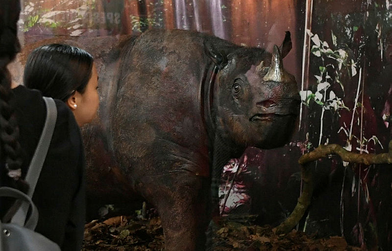 A visitor to the Sabah Museum, looks at Tam, the last male rhino, on Oct 15, 2019. — Bernama