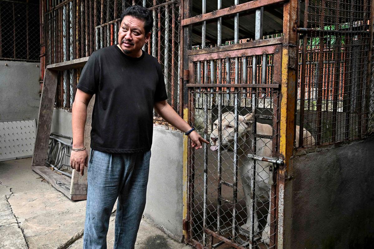 This photo taken on July 11, 2025 shows a pet female lion “Jam”, belonging to mechanic shop and owner and avid Tiktoker Tharnuwarht Plengkemratch, inside an enclosure in Chiang Mai. - Photo by Lillian SUWANRUMPHA / AFP