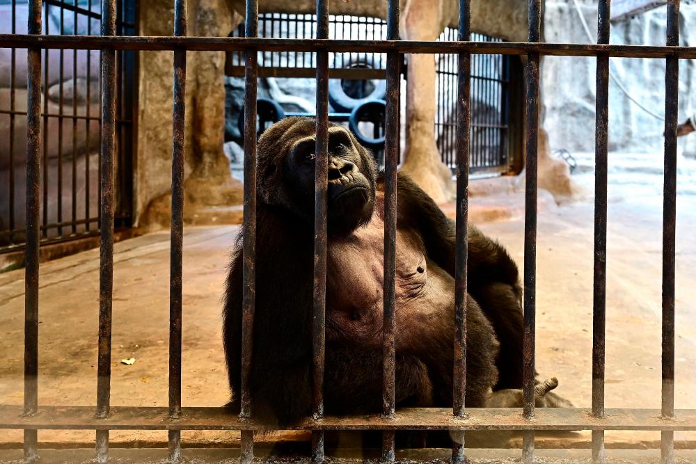 This photograph taken through a glass facade on March 9, 2023 shows Thailand’s only gorilla, a female named ‘Bua Noi’ or Little Lotus, looking on from behind the bars of her cage at the Pata Zoo in Bangkok. AFPPIX