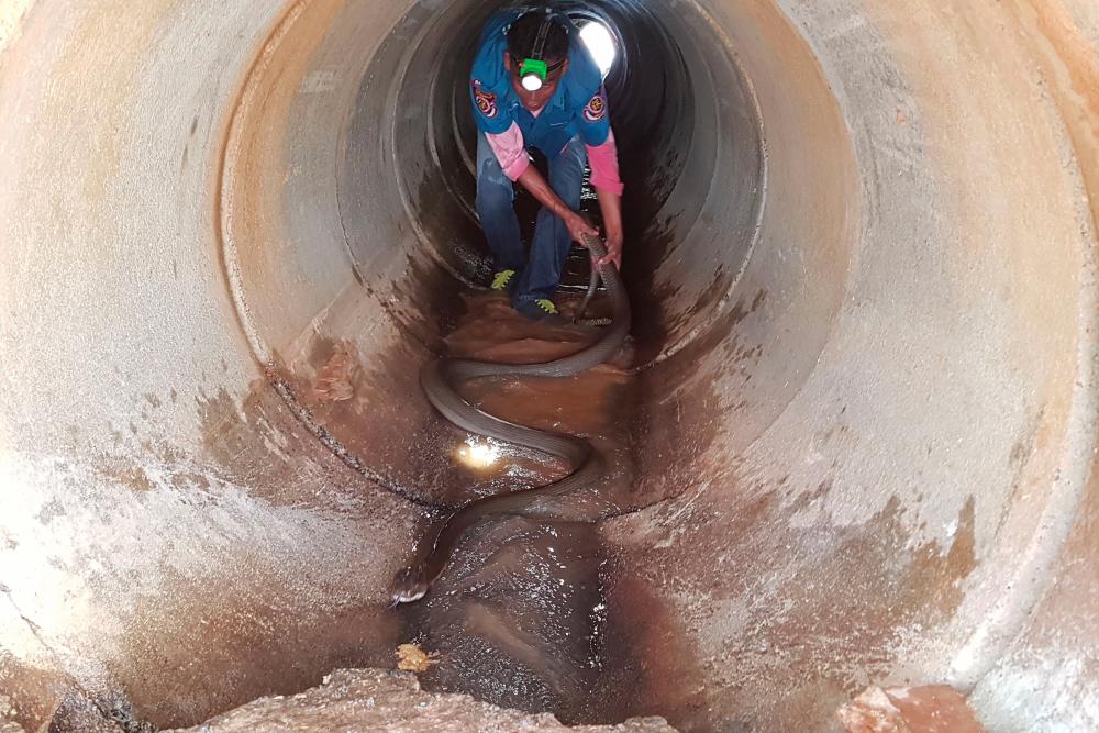 This handout from the Krabi Pitakpracha Foundation taken on Oct 13, 2019 and received on Oct 15, 2019 shows a member of the rescue foundation attempting to capture a four-metre long king cobra in a sewer in Krabi. — AFP