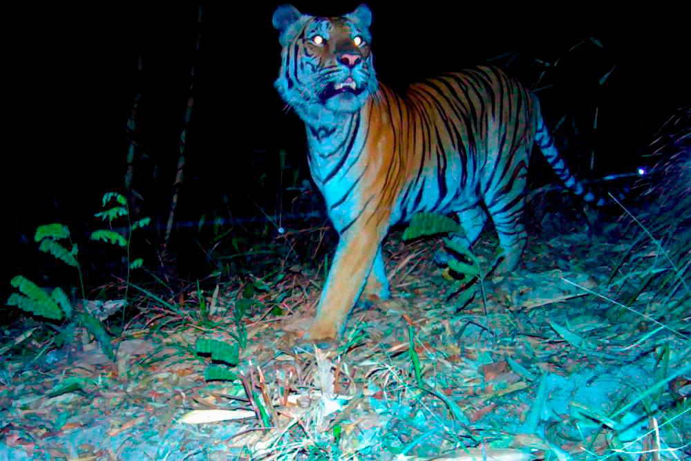 Gambar hiasan/REUTERS