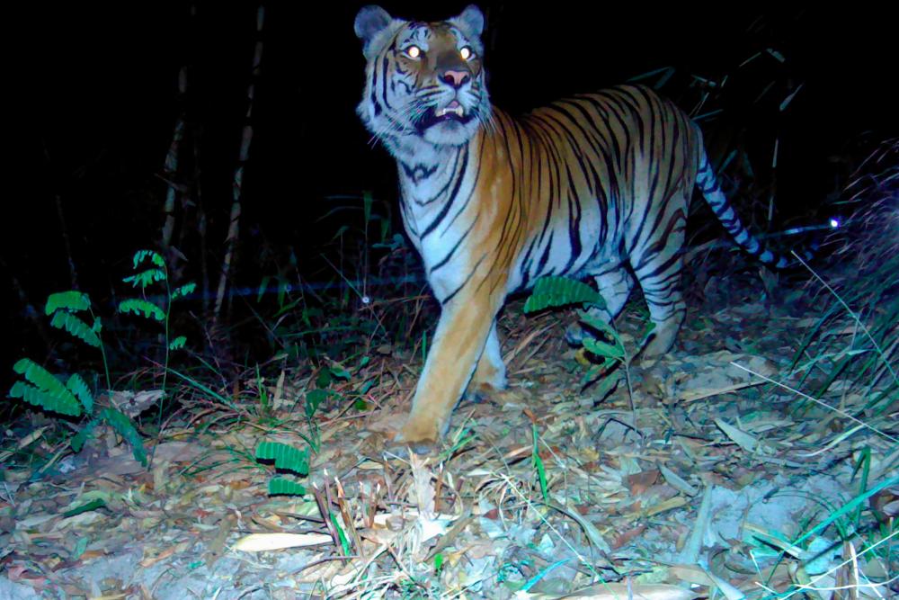 $!This undated handout photo from Thailand’s Department of National Parks, Wildlife and Plant Conservation-Panthera-Zoological Society of London-USFWS-AsECF released on July 29, 2020 shows a tiger taken with a remote camera trap in a remote region of western Thailand. AFP PHOTO / Thailand’s Department of National Parks, Wildlife and Plant Conservation-Panthera-Zoological Society of London-USFWS-AsECF