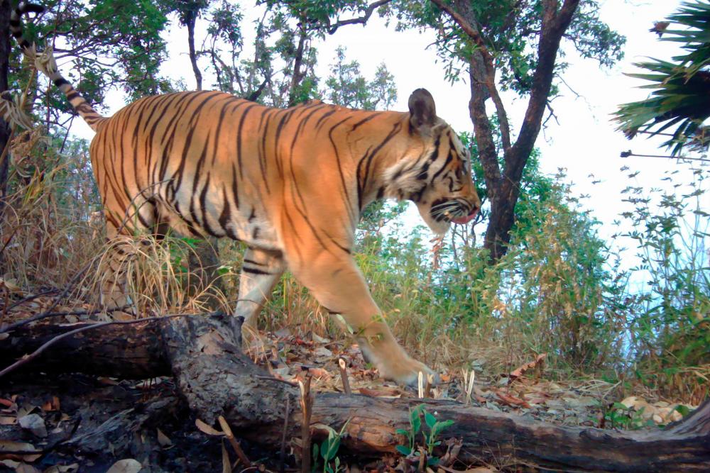 This undated handout photo from Thailand’s Department of National Parks, Wildlife and Plant Conservation-Panthera-Zoological Society of London-RCU released on July 29, 2020 shows a tiger taken with a remote camera trap in a remote region of western Thailand. AFP PHOTO / Thailand’s Department of National Parks, Wildlife and Plant Conservation-Panthera-Zoological Society of London-RCU