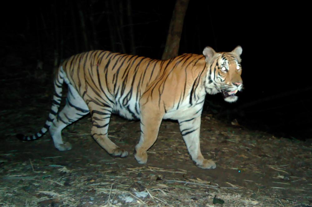 $!This undated handout photo from Thailand’s Department of National Parks, Wildlife and Plant Conservation-Panthera-Zoological Society of London-USFWS-AsECF released on July 29, 2020 shows a tiger taken with a remote camera trap in a remote region of western Thailand. AFP PHOTO / Thailand’s Department of National Parks, Wildlife and Plant Conservation-Panthera-Zoological Society of London-USFWS-AsECF