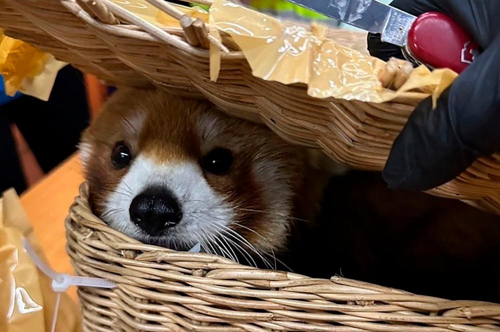 This handout photo taken on March 4, 2024 and released on March 6 by Thailand's Customs Department shows a red panda that was rescued after being found in the luggage of a group of Indian nationals attempting to travel to Mumbai, at Suvarnabhumi International Airport in Bangkok. - AFPPIX