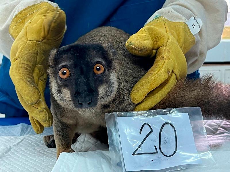 This undated handout photo released on November 27, 2024 by Thailand’s Ministry of Natural Resources and Environment shows a brown lemur that was seized in an anti-trafficking operation being registered by a wildlife official at a facility in the Thai province of Chonburi. Thailand is sending almost 1,000 highly endangered lemurs and tortoises back to their home in Madagascar, in what both countries called the biggest ever operation against wildlife trafficking. - AFP PHOTO / Thailand’s Ministry of Natural Resources and Environment