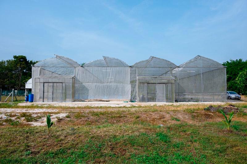 $!The Green House where the muskmelons are successfully grown