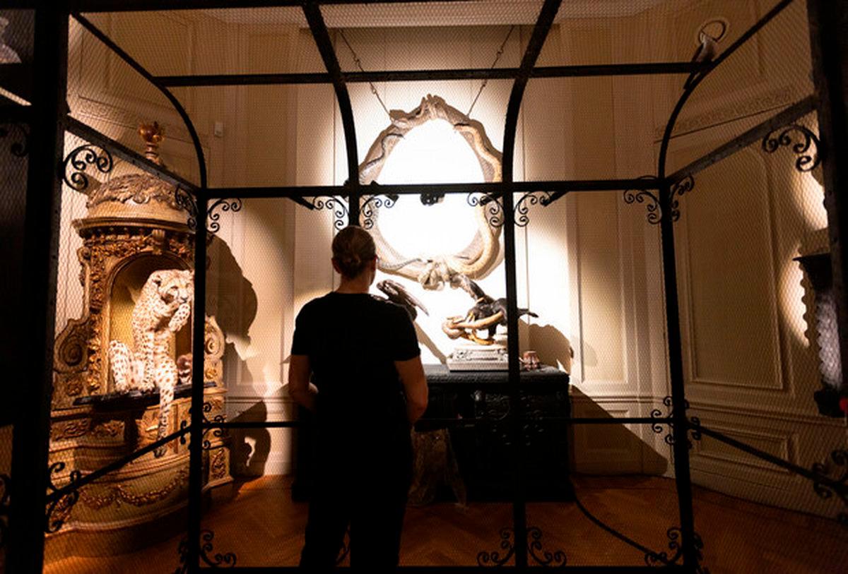 A person visits the Art Zoo Museum in Amsterdam, the Netherlands, on June 17, 2025. The museum, which blends taxidermy with fine art, opened to the public on June 26, 2025. (Photo by Sylvia Lederer/Xinhua)