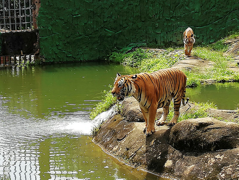 A filepix of the Malayan tiger at the Malacca Zoo.