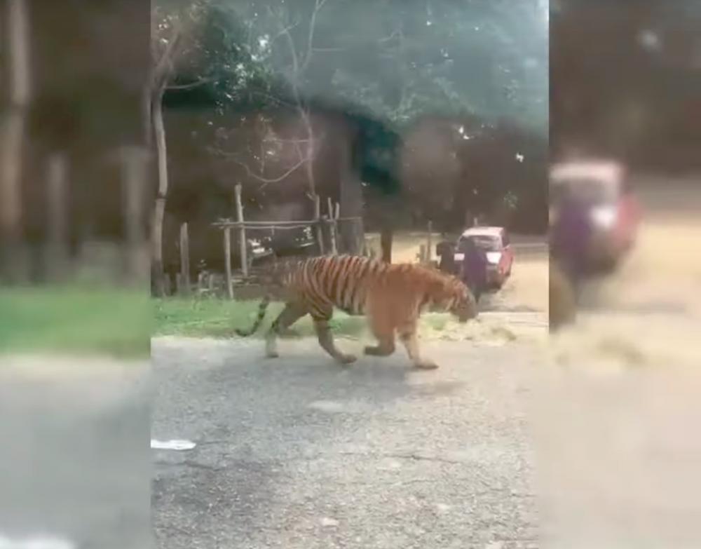 The tiger known as Awang Besul seen in a screengrab from a viral video.