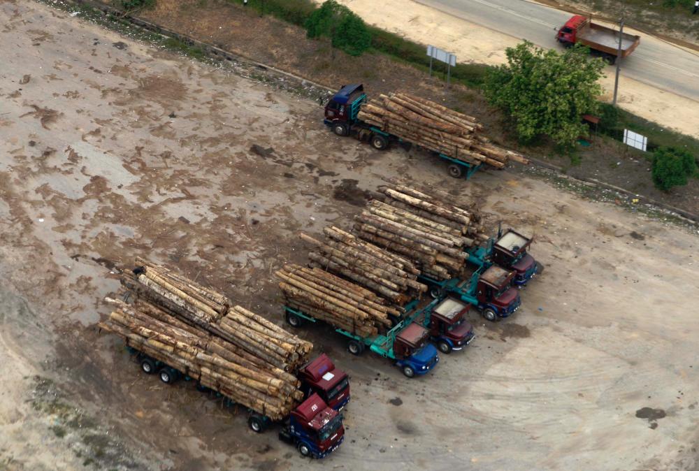 MTC: Timber players shifting focus to export markets