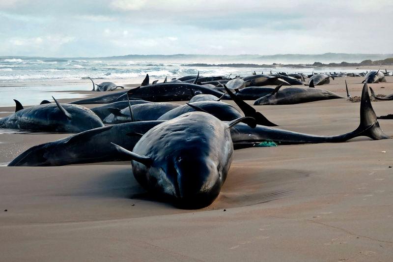 \A handout photo taken and released on February 19, 2025 by the Department of Natural Resources and Environment Tasmania shows dolphins stranded on a beach near Arthur River on the west coast of Tasmania. - AFPPIX