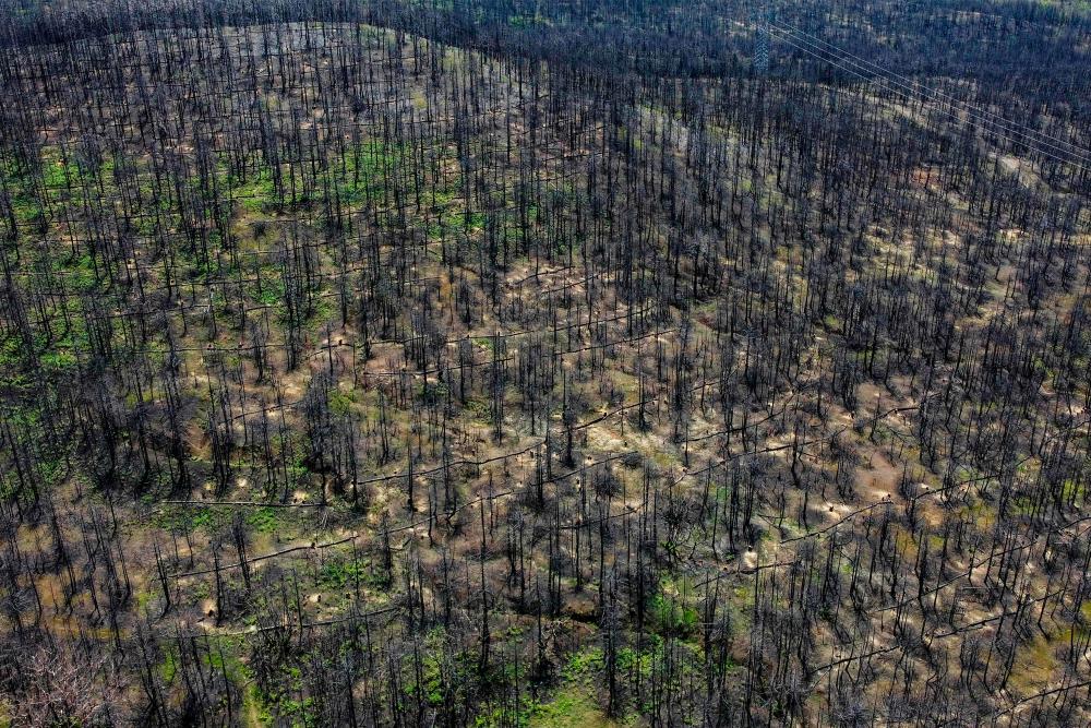 A photograph shows an aerial view of the burned areas in Limmi, Northern Evia, almost a year after the island’s devastating fires on June 17, 2022. Blankets of green grass have reappeared on the blackened mountains, under the carcasses of burnt trees. AFPPIX