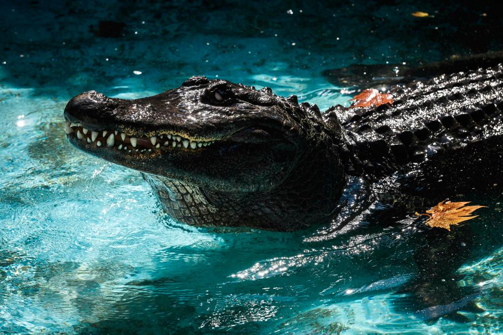 TOPSHOT - For the last 83 years, Muja, world’s oldest captive alligator, swims in a tiny pool in Belgrade’s zoo, on August 13, 2020, due to his advanced age, Muja doesn’t move much but becomes snappy during feeding time, which comes only once or twice a month. / AFP / Andrej ISAKOVIC