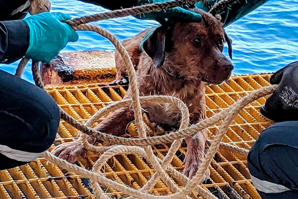 This handout from Vitisak Payalaw taken on April 12, 2019 and released to AFP on April 16, 2019 shows Boonrod the dog after he was rescued by workers on an oil rig off the coast of the Gulf of Thailand. — AFP