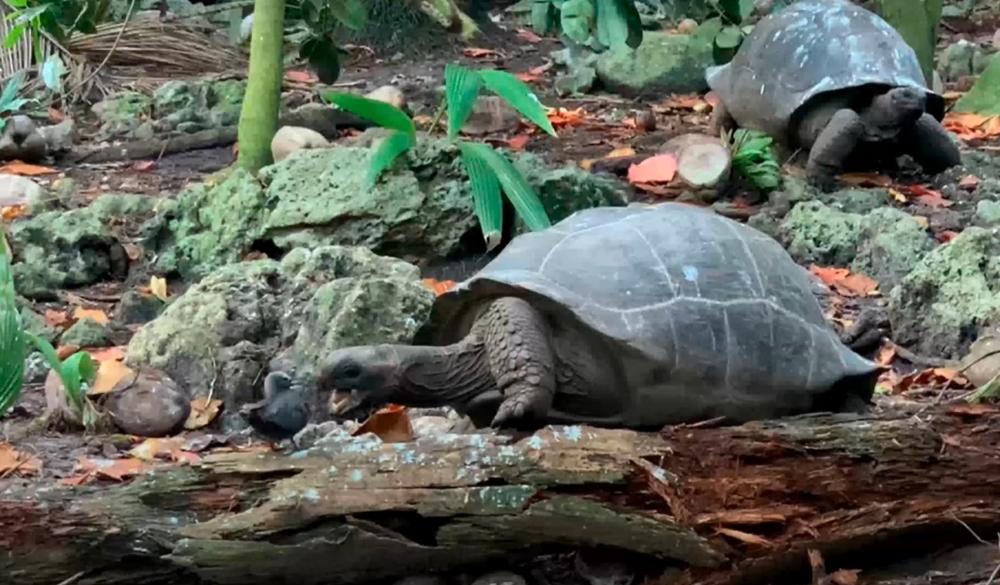Scientists capture first footage of giant tortoise committing murder