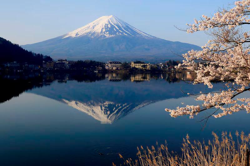 General view of cherry blossom trees with Mount Fuji in the background at Lake Kawaguchiko, Fujikawaguchiko - REUTERSpix