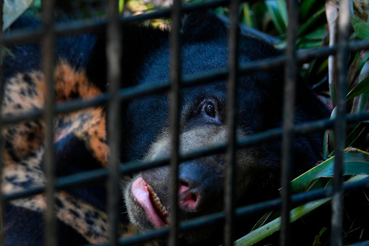 Seekor beruang spesis beruang matahari yang berkeliaran di sekitar Felda Belara sejak dua minggu yang ditangkap oleh Jabatan Perlindungan Hidupan Liar dan Taman Negara (Perhilitan) Terengganu di Felda Balara pada Julai 23 - BERNAMA