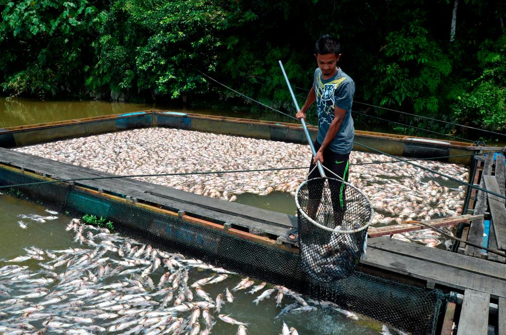 Caged fish entrepreneur, Muhammad Amzar Aizuddin Che Mat, 29, showing dead fish in cages at Kampung Beladau Kolam yesterday. — Bernama