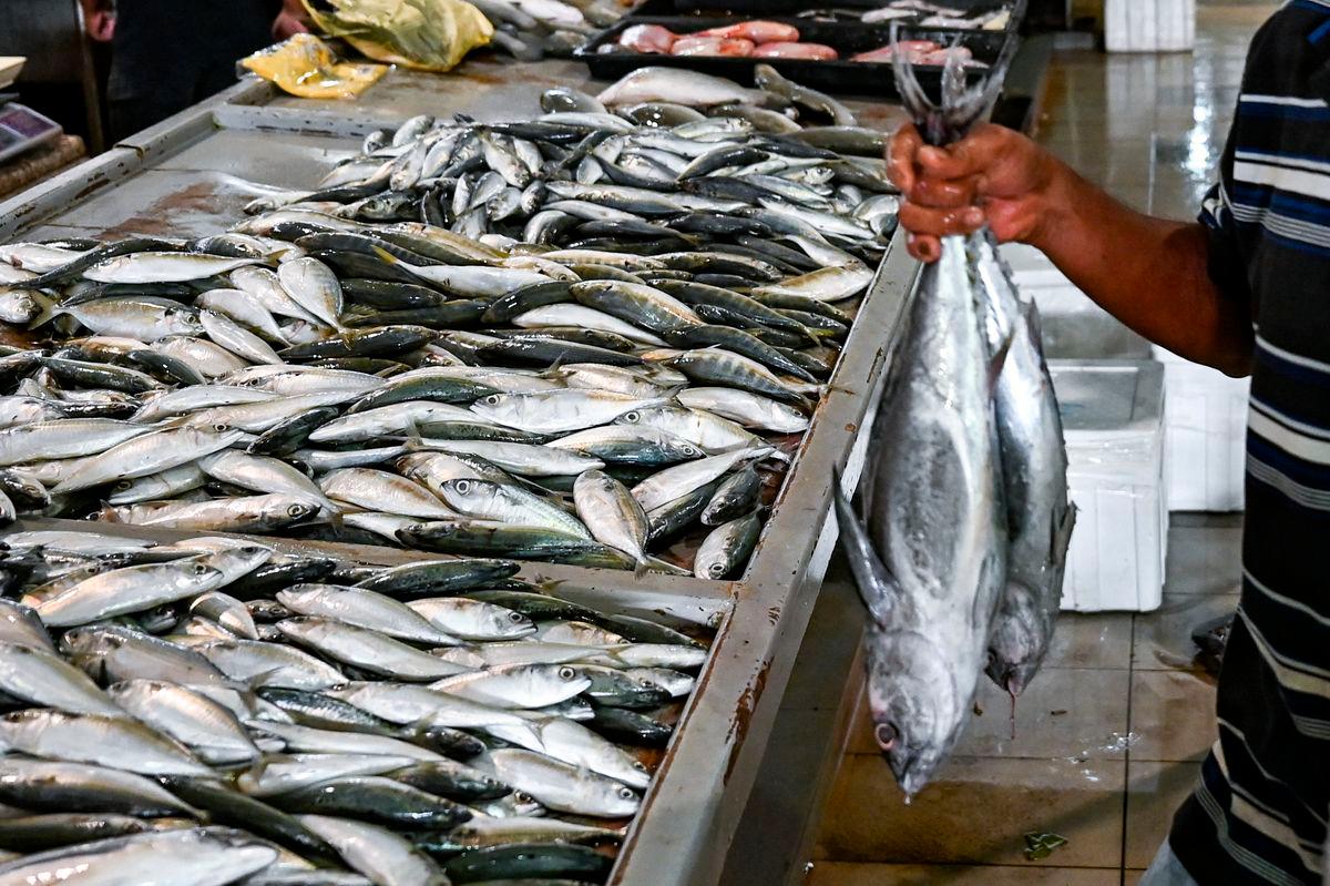 Gambar Hiasan sahaja - Ikan - BERNAMA