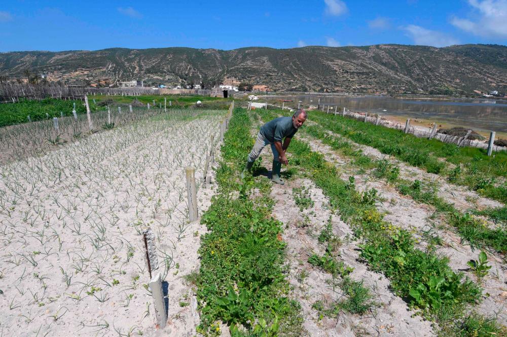 A farmer works on his plot of land near the sea in the small fishing town of Ghar El Melh in Tunisia's north, on March 31, 2021. Farmers near a seaside lagoon in northern Tunisia are fighting to preserve a unique, traditional irrigation system that has sparked renewed interest as North Africa's water shortages intensify. –AFP