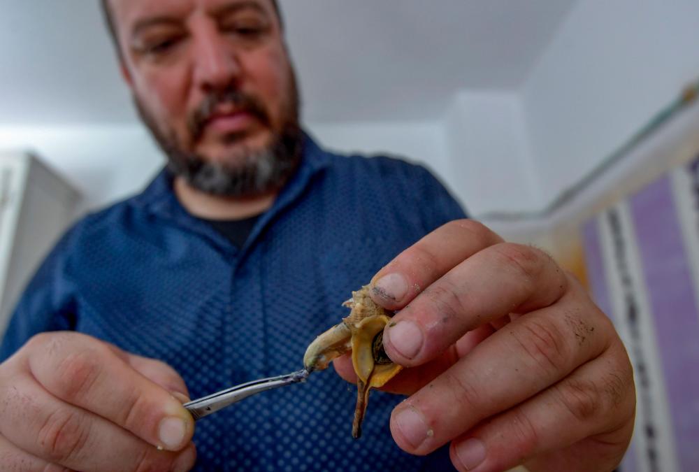 Tunisian craftsman Mohamed Ghassen Nouira extracts the snail from Murex shells to produce purple dye at his workshop in the capital Tunis, on July 11, 2020. / AFP / FETHI BELAID $!Tunisian craftsman Mohamed Ghassen Nouira extracts the snail from Murex shells to produce purple dye at his workshop in the capital Tunis, on July 11, 2020. / AFP / FETHI BELAID