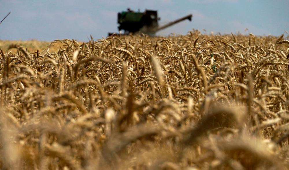 This photograph taken on July 31, 2022 shows a grain combine harvester collecting wheat near Novoazovsk outside Mariupol, amid the ongoing Russian military action in Ukraine. AFPPIX