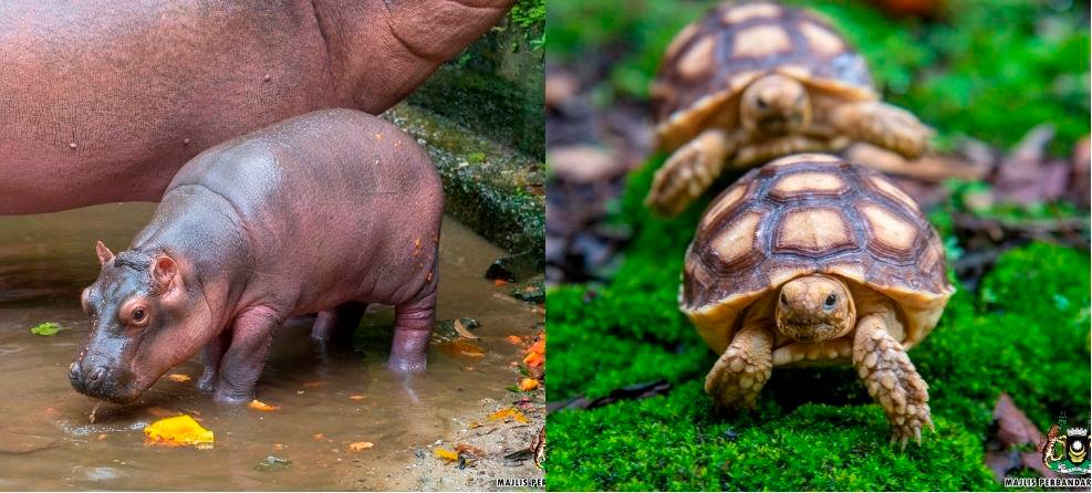 Credit - Zoo Taiping and Night Safari/FBPIX