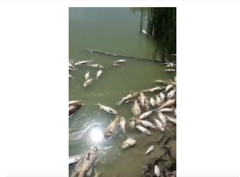 Screensnapshot of dead fishes from the video