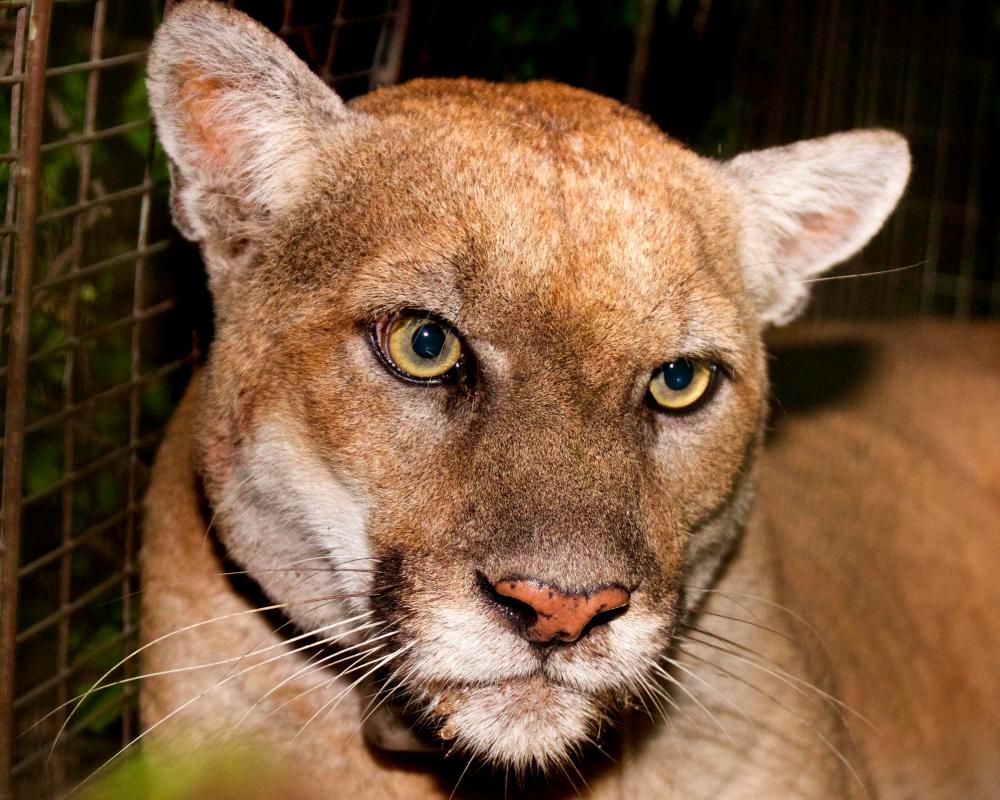 The Los Angeles area’s most famous mountain lion, an aged wild male feline sighted around the city’s Griffith Park, was euthanized Saturday, wildlife officials said. AFPPIX