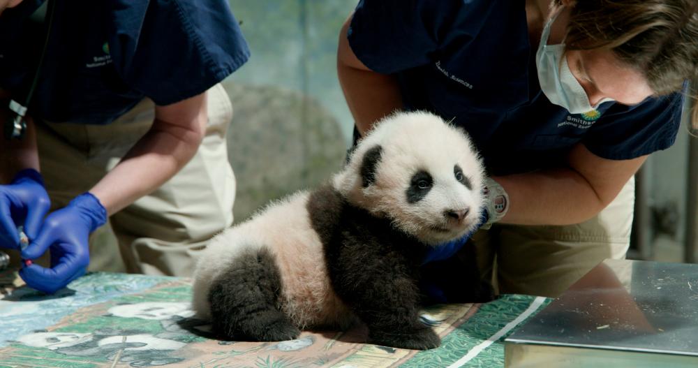 This November 18, 2020 handout photo obtained November 23, 2020 courtesy of the Smithsonian’s National Zoo and Conservation Biology Institute, shows the 3-month-old giant panda cub. / AFP / Smithsonian’s National Zoo / Handout