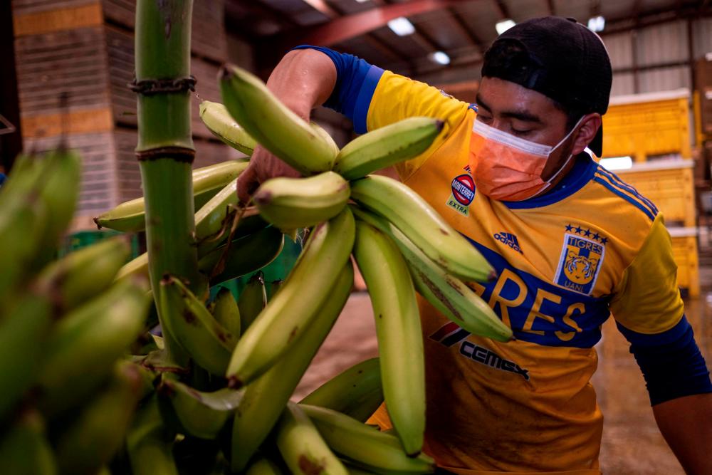 A Mexican farmer from Chiapas cuts harvested green plantains from a vine for distribution at a plantation warehouse in Guanica, Puerto Rico, on March 29, 2021. -AFP