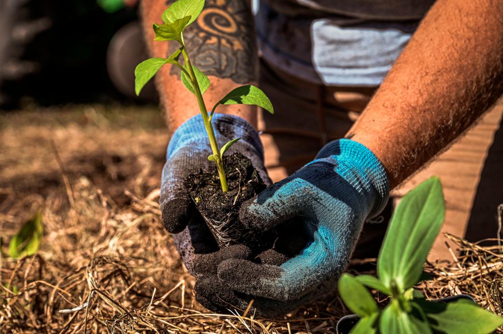 Sarah Salvatore, a volunteer working at the White Harvest Farms Community Garden, works in the garden in Jacksonville, Florida, on October 14, 2022. AFPPIX