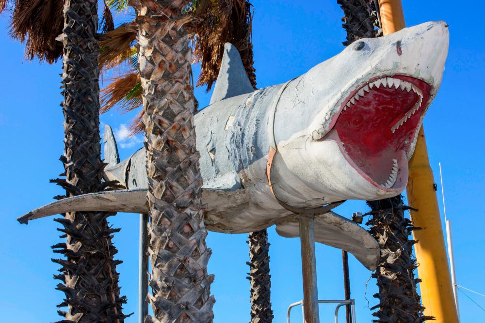 This undated handout photo obtained November 23, 2020 courtesy of the Academy Museum of Motion Pictures(AMPAS) shows the sole surviving full-scale model of the 1975 Jaws shark, donated by Nathan Adlen. -AFP PHOTO /A.M.P.A.S./ MICHAEL PALMA/HANDOUT