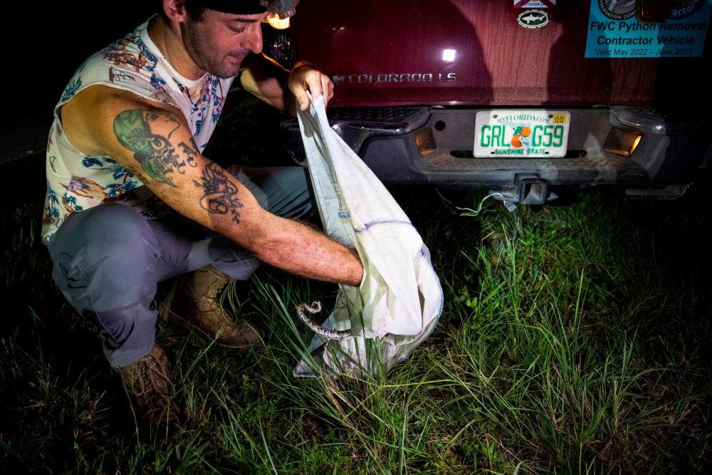 A professional python hunter, hired by the Florida Fish and Wildlife Conservation Commission (FWC) Enrique Galan keeps a Burmese python in a sack bag, in Everglades National Park, Florida on August 11, 2022. AFPPIX