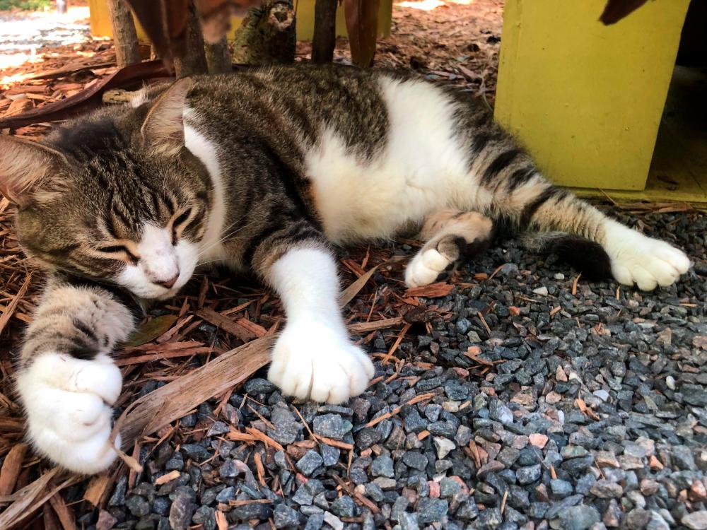 Billy Holliday, one of the six-toed cats of the Ernest Hemingway Home and Museum, where the American writer and 1954 Nobel prize winner lived with his wife Pauline in the 1930s in Key West, Florida on August 30, 2020. / AFP / Leila MACOR