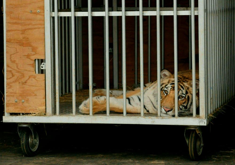 Nine-month-old Bengal tiger called India is seen in a cage after being captured by authorities in Houston. – AFP