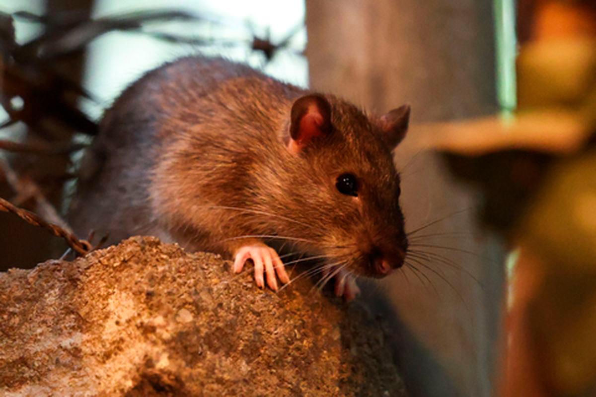 A rat is seen in a Harlem backstreet in the Manhattan borough of New York City on August 1, 2025. AFPPix