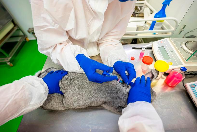 Specialists give an injection to a rabbit at a laboratory of the Federal centre for animal health which is working on a vaccine against the coronavirus disease (Covid-19) for animals, in Vladimir, Russia December 9, 2020. Alexander Plonsky/VETANDLIFE.RU — Reuters