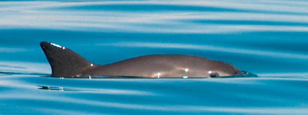 $!The Vaquita. – Worldwildlife.org