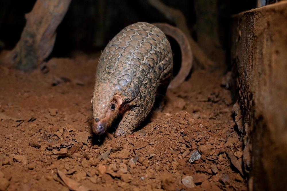 This photograph taken on September 14, 2020 shows a pangolin emerging from an underground tunnel at night at Save Vietnam’s Wildlife, a group that runs a pangolin conservation program inside the Cuc Phuong National Park in northern province of Ninh Binh. / AFP / Manan VATSYAYANA / To go with Vietnam-conservation-wildlife-health-virus by Alice PHILIPSON
