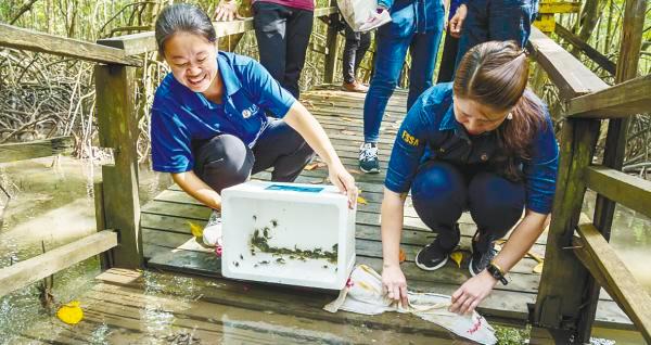 Dr Annita Yong (left) and Dr L. Audrey release crab seedlings at Kota Kinabalu Wetland.