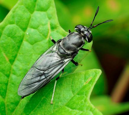 Black soldier flies have the ability to consume a wide range of organic matter, making them highly efficient in recycling waste.