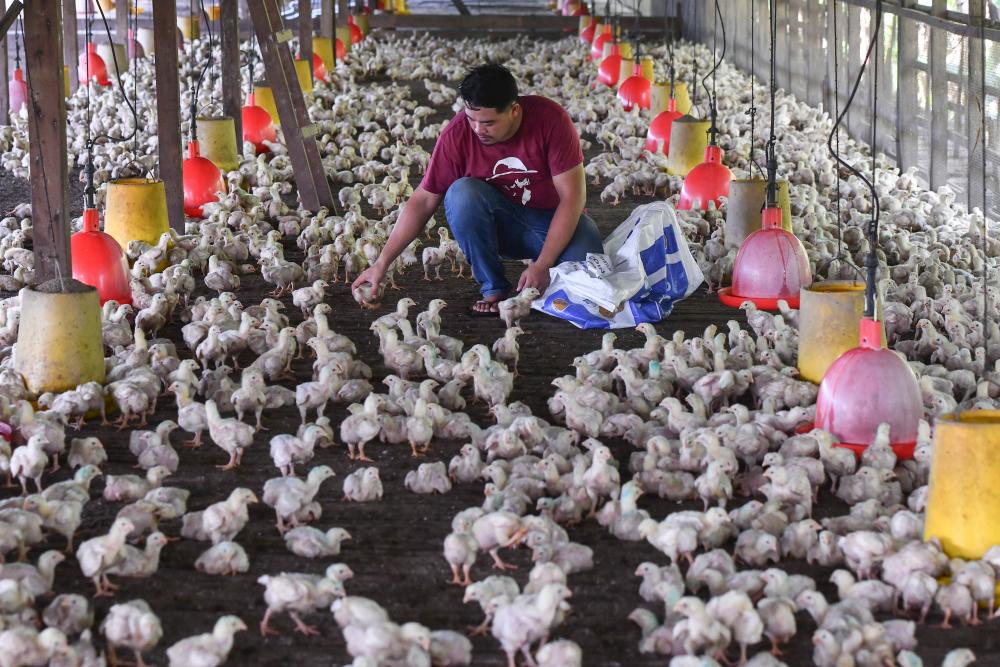 According to government announcements, Malaysia’s self-sufficiency level for chicken is at 105%, which is technically an oversupply. – BERNAMAPIX